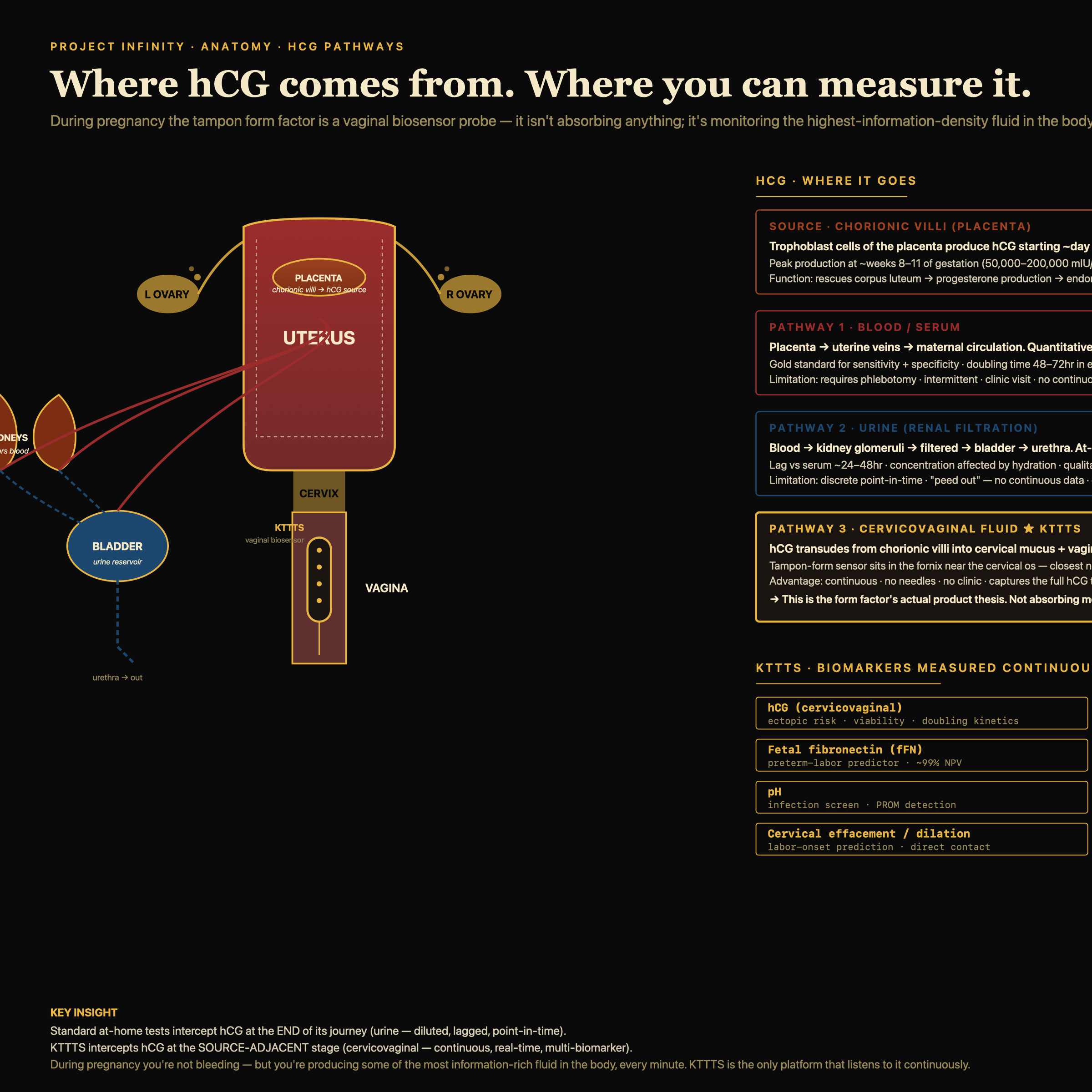 Female reproductive hCG anatomy